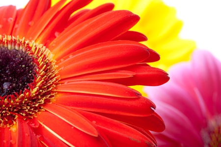 Gerbera flowers closeupの写真素材