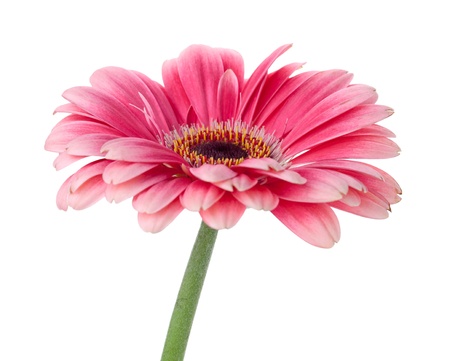 Pink gerbera flower on stem. Isolated on white