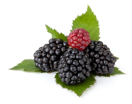 Ripe blackberry with leaves. Isolated on a white backgroundの写真素材