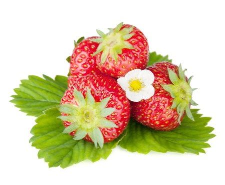Four strawberry fruits with green leaves and flowers. Isolated on white backgroundの写真素材
