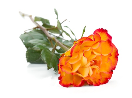 Orange rose flower. Isolated on white backgroundの写真素材