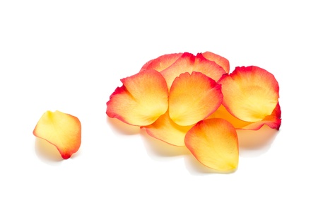 Rose petals. Isolated on white backgroundの写真素材