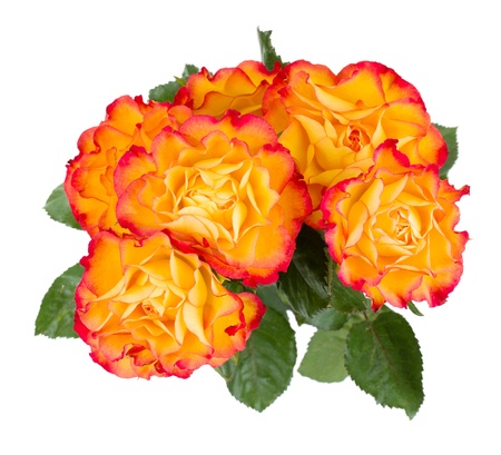 Orange rose bouquet. Isolated on white backgourndの写真素材