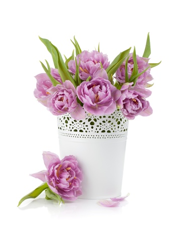 Pink tulips in metal flowerpot. Isolated on white backgroundの写真素材