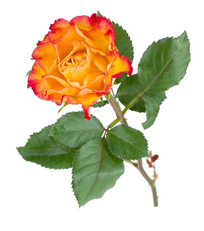 Orange rose flower. Isolated on white backgroundの写真素材