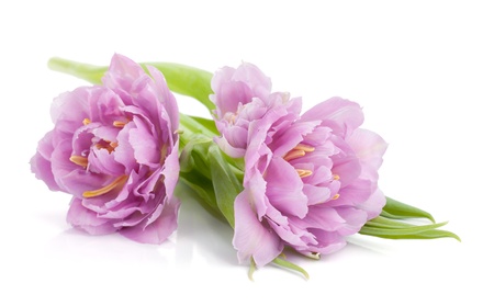 Lying pink tulips. Isolated on white backgroundの写真素材