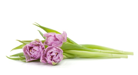 Pink tulips. Isolated on white backgroundの写真素材