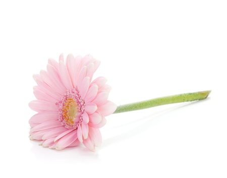 Lying pink gerbera flower. Isolated on white backgroundの写真素材
