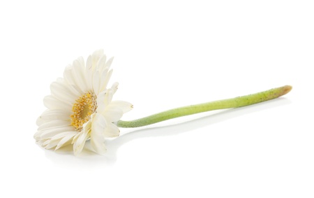 Lying white gerbera flower. Isolated on white backgroundの写真素材