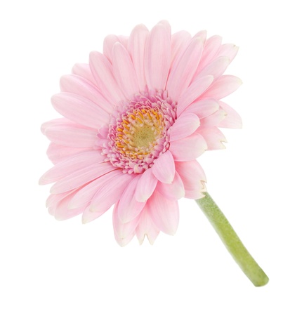 Pink gerbera flower. Isolated on white backgroundの写真素材