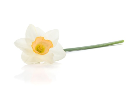 Lying white daffodil. Isolated on white backgroundの写真素材