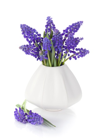 Blue hyacinth flowers in a vase. Isolated on white backgroundの写真素材