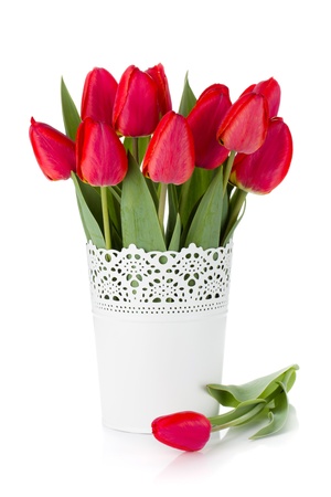 Red tulips in flowerpot  Isolated on white backgroundの写真素材