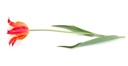 Lying orange tulip. Isolated on white backgroundの写真素材