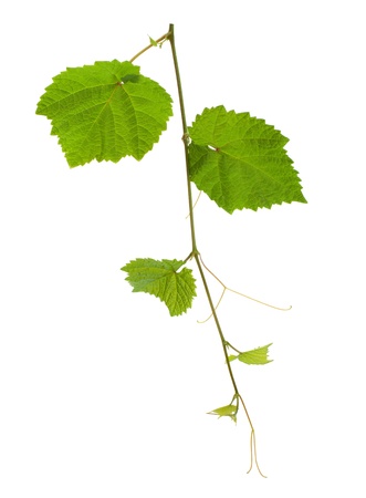 Grape vine. Isolated on white backgroundの写真素材
