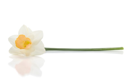 Lying white daffodil. Isolated on white backgroundの写真素材