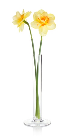 Yellow daffodils in vase. Isolated on white backgroundの写真素材
