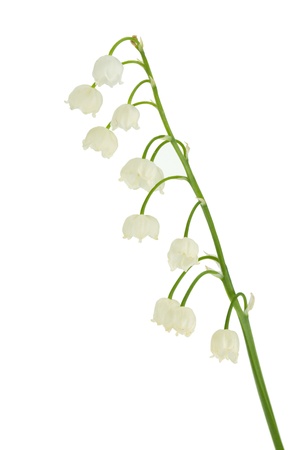 Lily of the valley in flowerpot. Isolated on white backgroundの写真素材