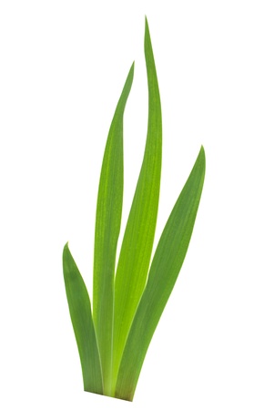 Green leafs. Isolated on white backgroundの写真素材