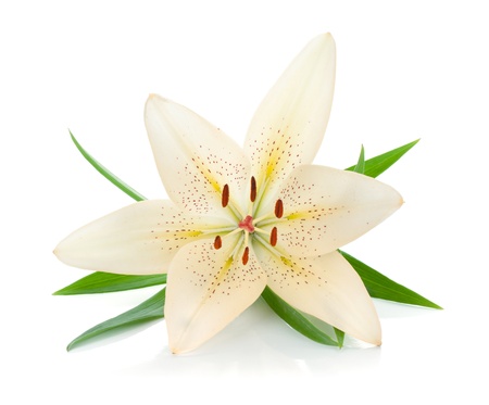 White lily with green leaves  Isolated on white backgroundの写真素材