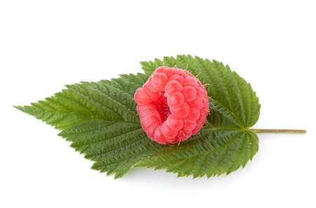 Fresh raspberry on green leaf  Isolated on white backgroundの写真素材