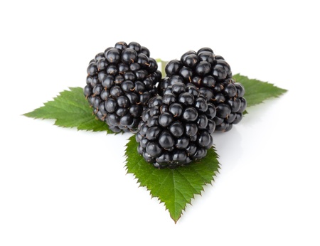 Three blackberries on leaves  Isolated on white backgroundの写真素材