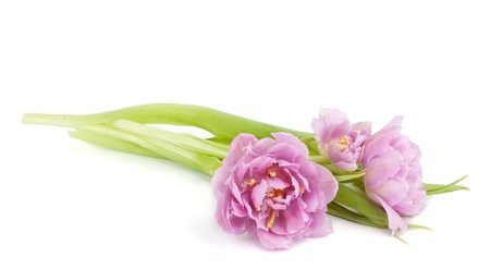 Lying pink tulips. Isolated on white backgroundの写真素材