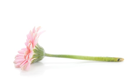 Lying pink gerbera flower. Isolated on white backgroundの写真素材