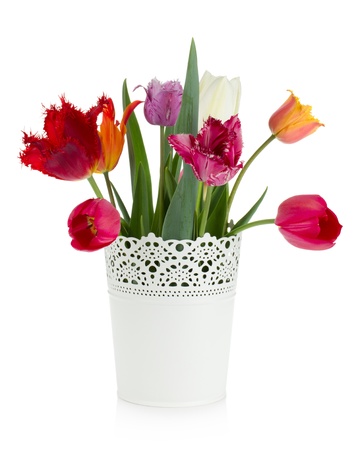 Multicolored tulips in flowerpot. Isolated on white backgroundの写真素材
