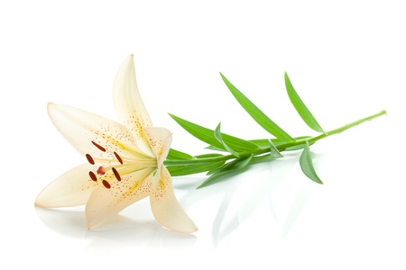 White lily. Isolated on white backgroundの写真素材