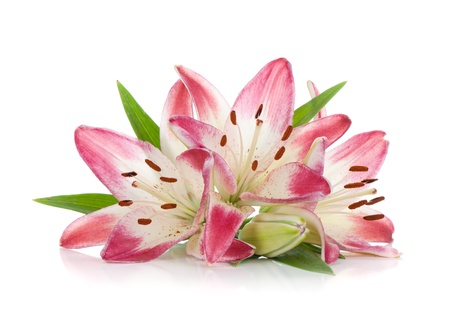 Three pink lily. Isolated on white backgroundの写真素材