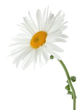 Chamomile flower. Isolated on white backgroundの写真素材
