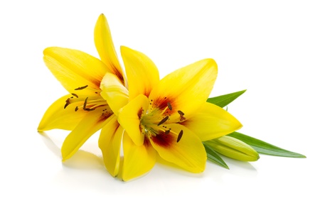 Two yellow lily. Isolated on white backgroundの写真素材