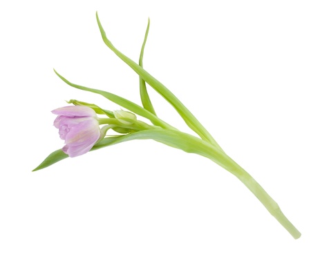 Pink tulip. Isolated on white backgroundの写真素材