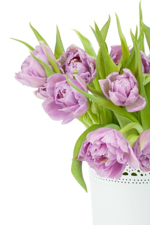 Pink tulips. Isolated on white backgroundの写真素材