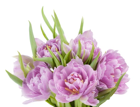 Pink tulips bouquet. Isolated on white backgroundの写真素材