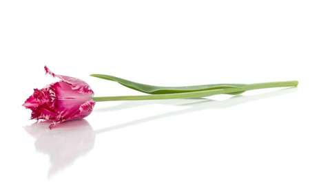 Lying purple tulip. Isolated on white backgroundの写真素材