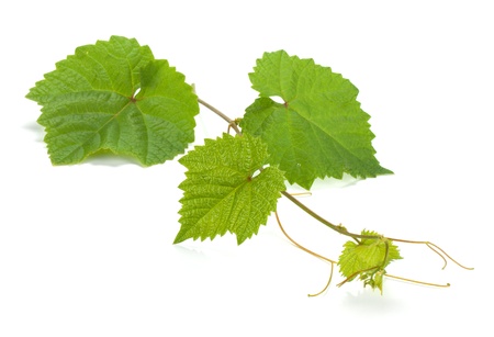 Grape vine. Isolated on white backgroundの写真素材