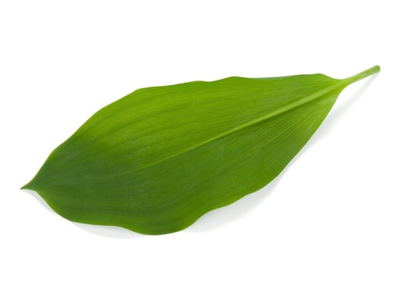 Green leaf. Isolated on white backgroundの写真素材