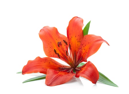Red lily. Isolated on white backgroundの写真素材