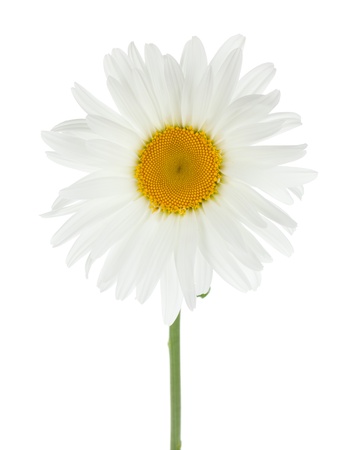 Chamomile flower. Isolated on white backgroundの写真素材