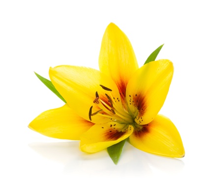 Yellow lily. Isolated on white backgroundの写真素材
