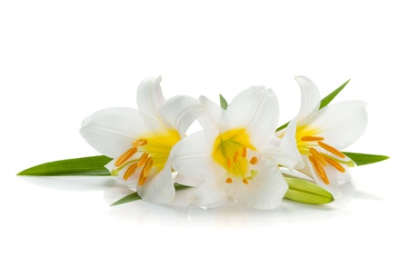 Three white lily. Isolated on white backgroundの写真素材