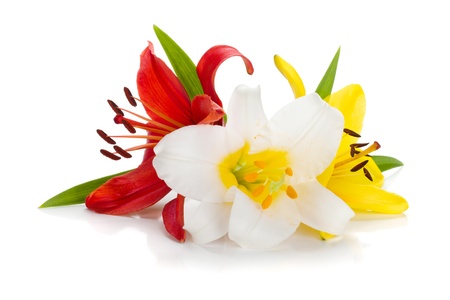 Three colored lily. Isolated on white backgroundの写真素材