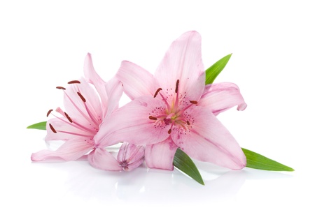 Two pink lily. Isolated on white backgroundの写真素材