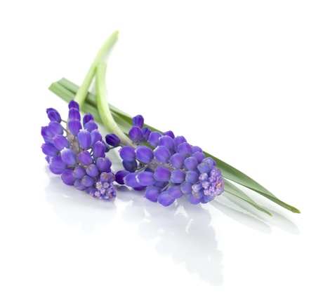 Lying blue hyacinth flowers. Isolated on white backgroundの写真素材