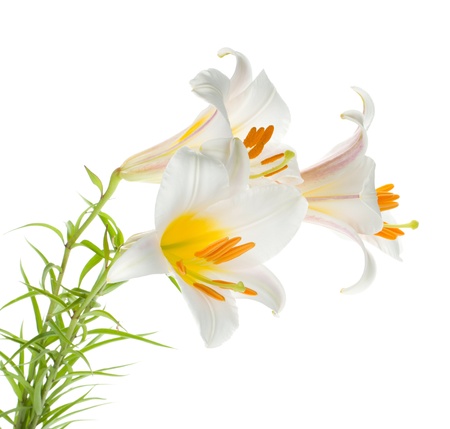 Three white lily. Isolated on white backgroundの写真素材