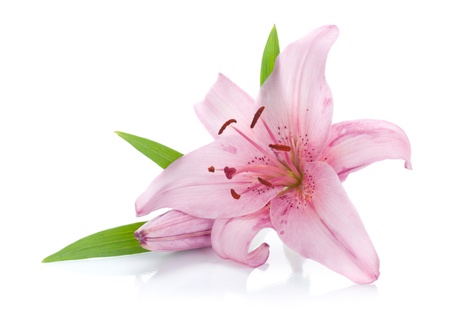 Pink lily. Isolated on white backgroundの写真素材