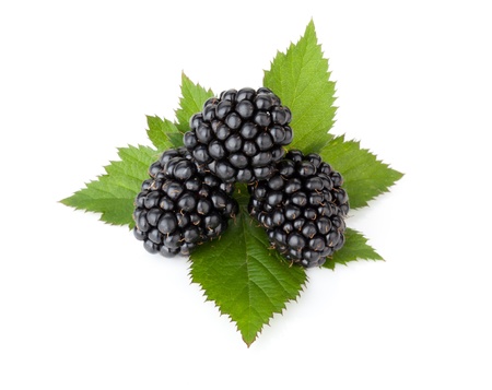 Three ripe blackberry with leaves. Isolated on a white backgroundの写真素材