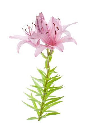 Pink lily  Isolated on white backgroundの写真素材
